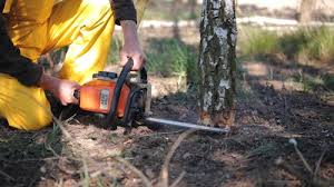 Best Firewood Processing and Delivery  in Baird, TX