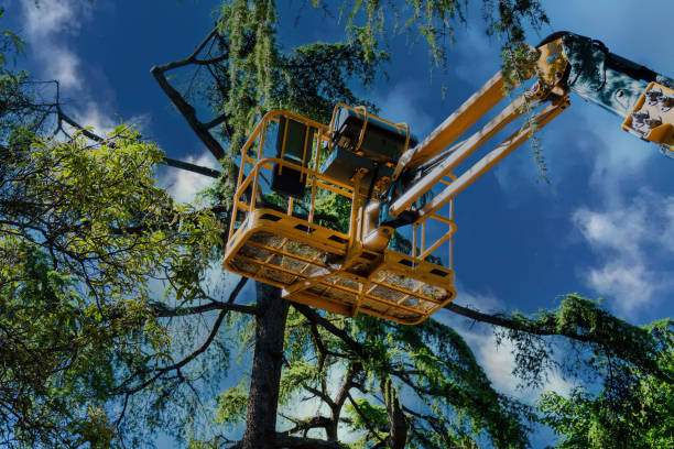 Best Utility Line Clearance  in Baird, TX